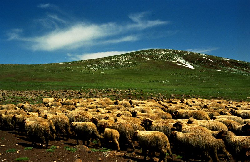 亞特拉斯山區Atlas<br>春天翠綠的草坡，柏柏人在此放牧羊群，遠處的山頭還留著昨晚的殘雪。<br/>