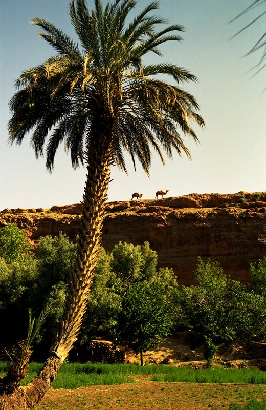 撒哈拉沙漠<br>椰棗、橄攬樹、駱駝、道地的沙漠綠洲景象。<br/>