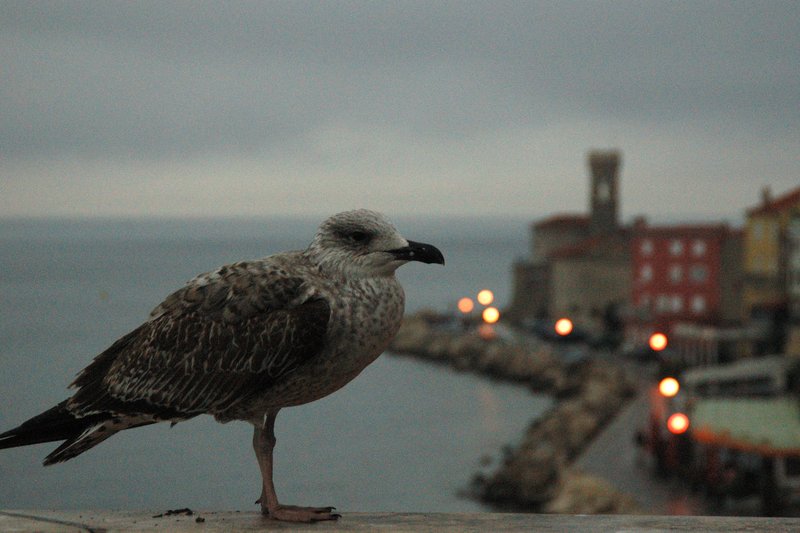 Piran 海邊小鎮<br>早餐時刻，一隻黑脊鷗的亞成鳥出現在餐廳的窗台前。<br/>