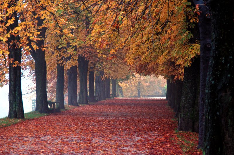 Ljubljana 首都<br>舊城城堡前的楓紅小徑，我們一群人拍照拍的好高興。在旁準備掃落葉的清潔工人，卻一臉苦樣，每天都有這麼多的落葉要掃，煩死了。<br/>