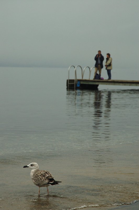 Piran 海邊小鎮<br>平靜的海，平靜的黑脊鷗，平靜的人。<br/>