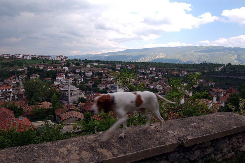 番紅花城SAFRANBOLU<br>一隻愛搗蛋的小狗，在拍照時一直搶鏡頭。<br/>