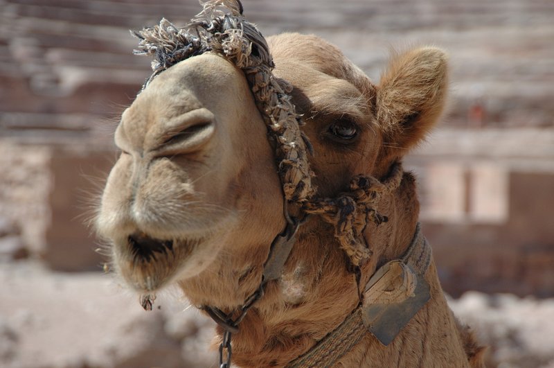 petra 佩特拉<br>對於生活在petra的貝都因人，駱駝是個交通工具也是財富的象徵，聽說只要十隻駱駝就可以娶一個老婆。<br/>