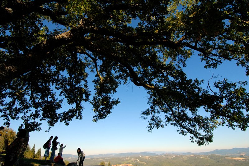 Siena 西恩納<br>遊覽車停下來休息十分鐘，我在樹下躺著看天空，不小心拍到一張非常喜歡的相片。<br/>