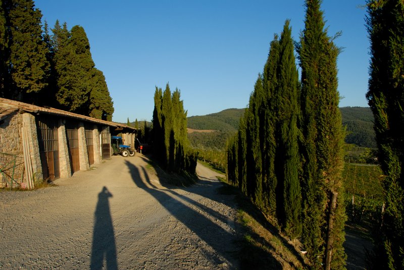 Siena 西恩納<br>你們瞧瞧，我是不是像絲柏樹一樣高、一樣瘦，我是長腿湯姆淑淑！<br/>