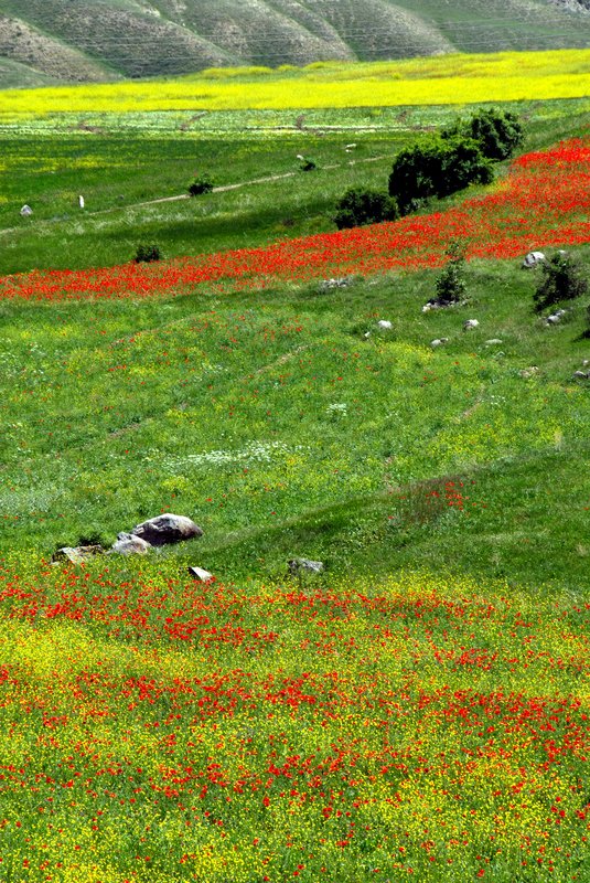 Olur<br>初夏滿山遍野的小花恣意綻放著。<br/>