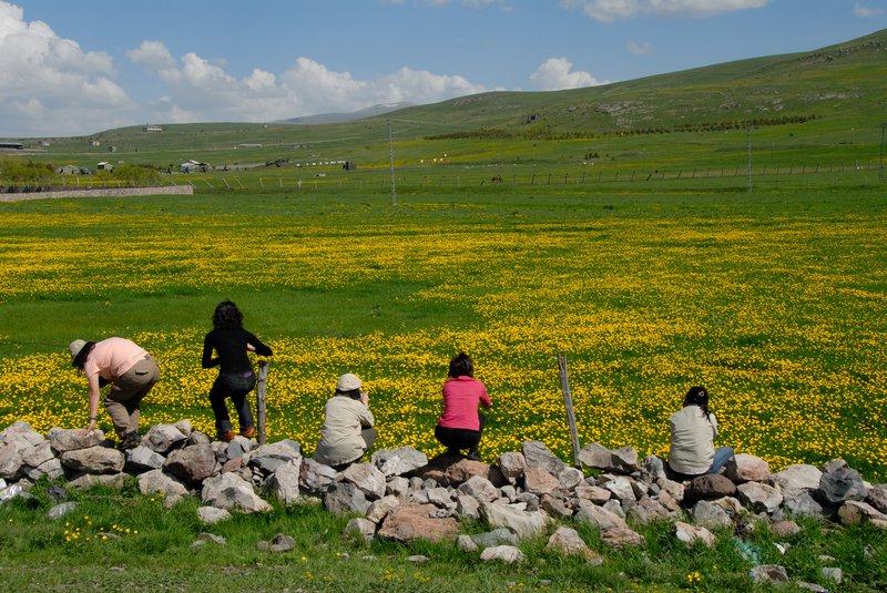 Gole<br>路旁開滿了小黃花，司機停車讓我拍照。很難想像這裡海拔2000公尺，冬天最低溫零下20度。<br/>