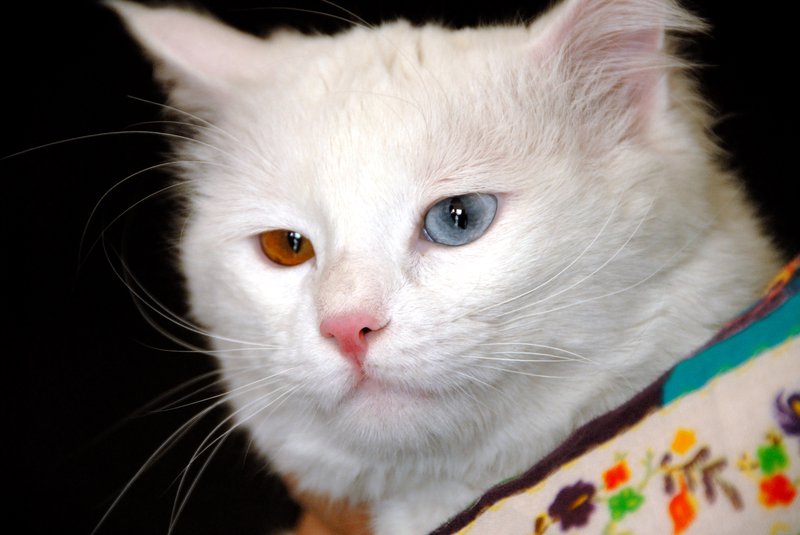 Van 凡城<br>運氣真好住宿的旅館就養了一隻很珍貴的凡貓，一眼為藍色、一眼為琥珀色。<br/>