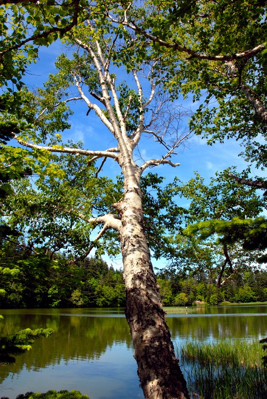 北海道 利尻島<br>姬沼的環沼步道。<br/>