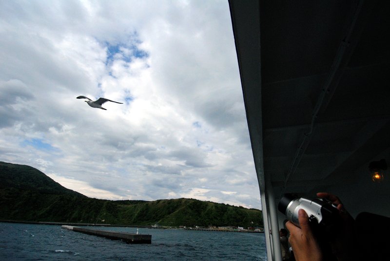 北海道 利尻島<br>連海鳥都來送行。<br/>