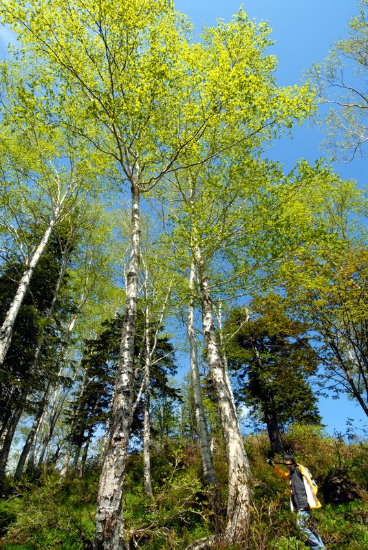 北海道 層雲峽<br>纜車站後方的樹木，長的很精采。<br/>