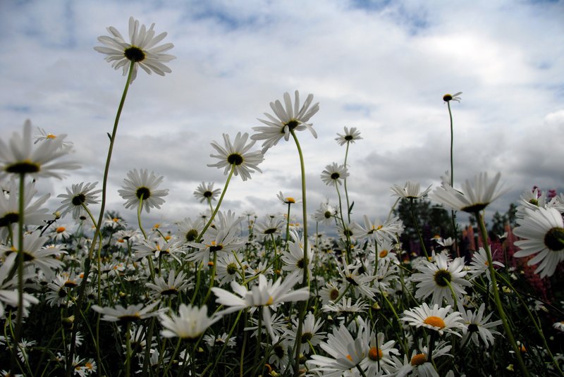 北海道 富良野<br>初夏裡的富田農場，沒有彩虹花田，沒有紫色薰衣草，只有淡淡的波斯菊，笑臉盈盈的對我微笑。<br/>