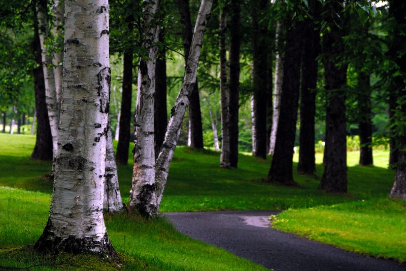 北海道 富良野<br>王子飯店後面的樹林，我們準備去撘乘熱氣球。<br/>
