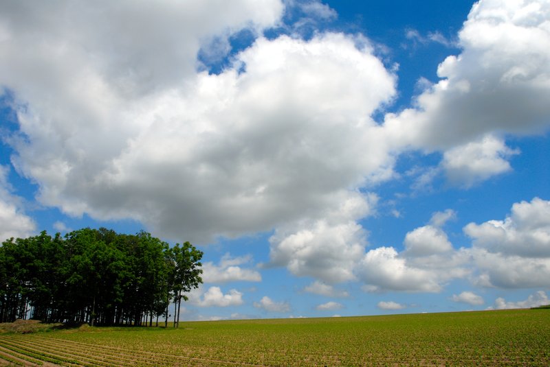 北海道 美瑛<br>北瑛小學前的一排樹林，管他什麼名字，用力拍照就對了。<br/>