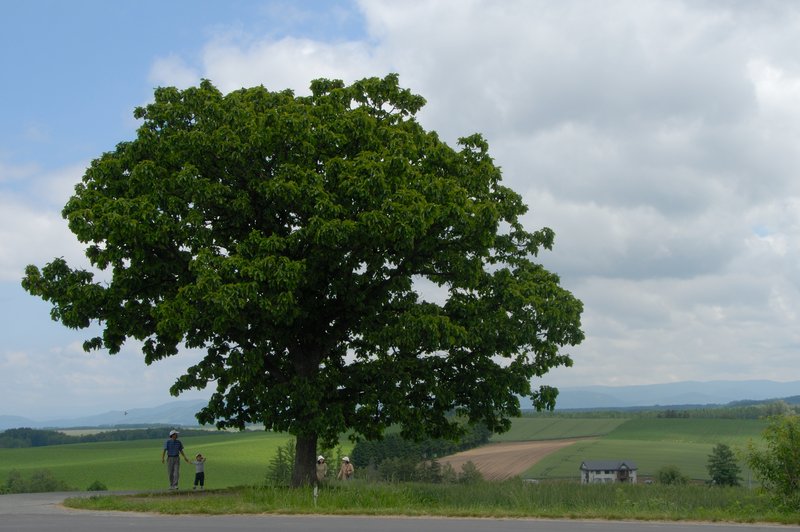 北海道 美瑛<br>Seven Star之木，等了好久才等到一家人入鏡。<br/>