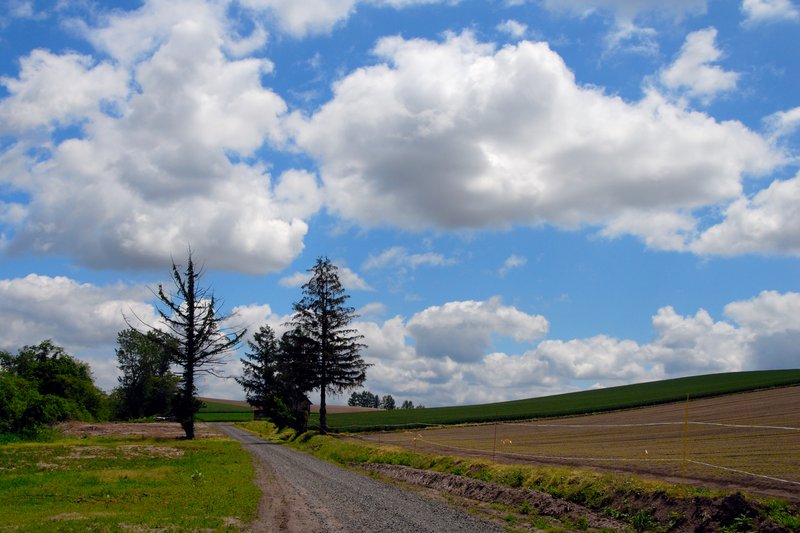 北海道 美瑛<br>在美田小學往白金牧場的路上，有段路石子路。一邊小心翼翼騎車怕犁田，一邊張大眼睛，深怕錯過一絲絲美景。<br/>