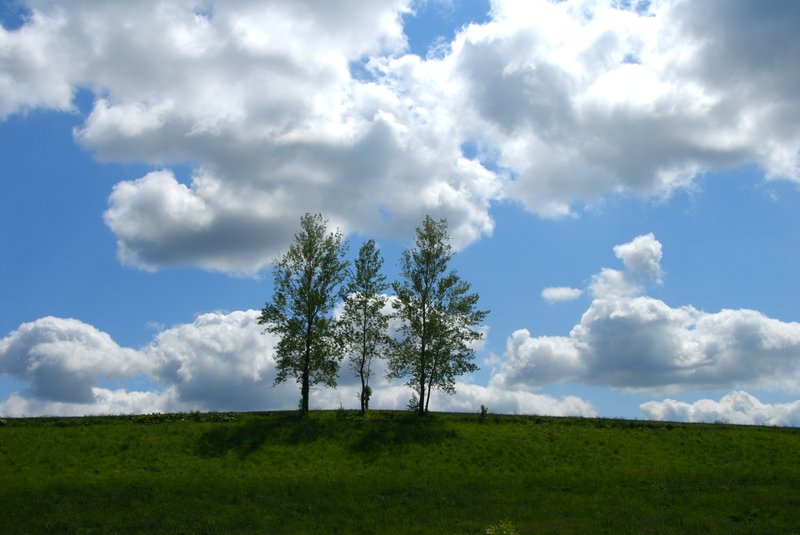 北海道 美瑛<br>別猜錯了，這不是"拼布之路"的"親子之樹"。這是親子長大版，在"景觀之路"的"哲學之木"附近。<br/>