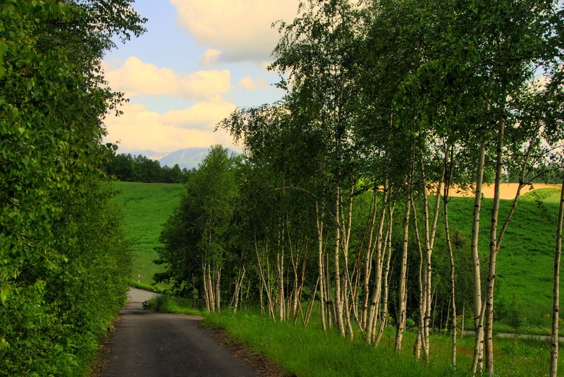北海道 美瑛<br>拓真館前的整排白楊樹，在這裡前田真三，踱過多少個春夏秋冬。(別以為我寫錯字，我看過錄影帶，前田真三很喜歡在這裡散步。)<br/>