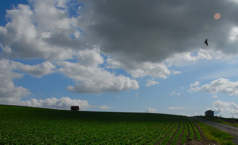北海道 美瑛<br>從前田真三拓真館，到四季彩之丘(展望花田)這段路，是我覺得"景觀之路"中最美的一段路。超寬廣的丘陵地，讓雲的影子漫步在其中，伴隨著小巧的農舍，還有遠處十勝連峰的白雪，偶爾插花的烏鴉，再再都讓我不忍離去。<br/>