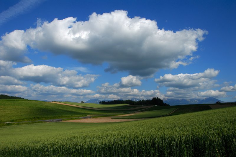北海道 美瑛<br>從前田真三拓真館，到四季彩之丘(展望花田)這段路，是我覺得"景觀之路"中最美的一段路。超寬廣的丘陵地，讓雲的影子漫步在其中，伴隨著小巧的農舍，還有遠處十勝連峰的白雪，偶爾插花的烏鴉，再再都讓我不忍離去。<br/>
