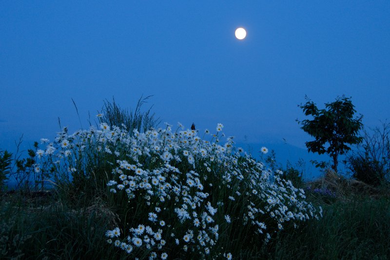 北海道 美瑛<br>太陽下班了，換成月亮出場，我可以安心的慢慢拍照。因為我有租到腳踏車，待會不用摸黑徒步一個小時，走回美瑛車站。<br/>