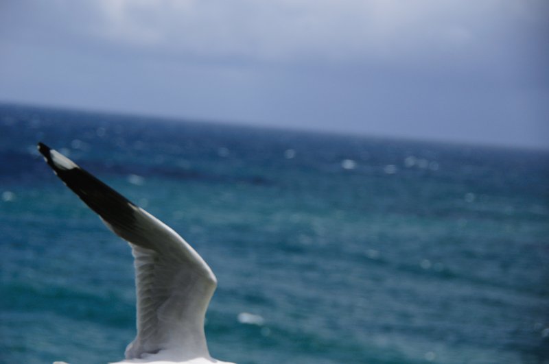 Curio bay<br>紐西蘭南島的南部Southland，遊客較少，卻是野生動物的快樂天堂。Curio bay海邊的高地上，風一萬年都這麼強，聰明的海鳥卻很輕易地隨風飛翔。<br/>