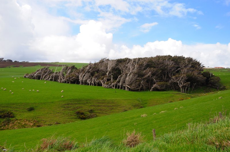 Slope point<br>南島的南部風很強很狠，把樹木摧殘成這模樣！<br/>