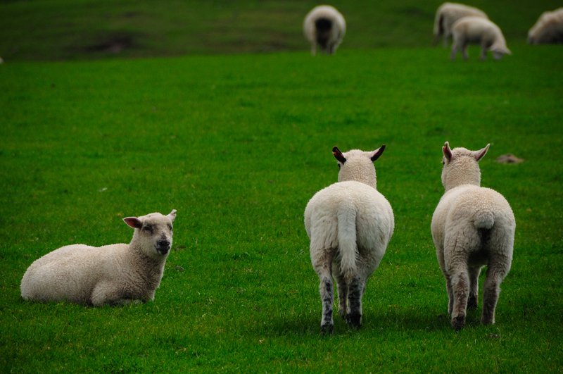 Slope Point<br>要去Slope Point燈塔，紐西蘭南島最南的地方。路的盡頭是一大片牧場。這些令人羨慕的些羊，就一輩子待在這裡，吸著大自然的靈氣！難怪紐西蘭的羊肉這麼好吃！<br/>