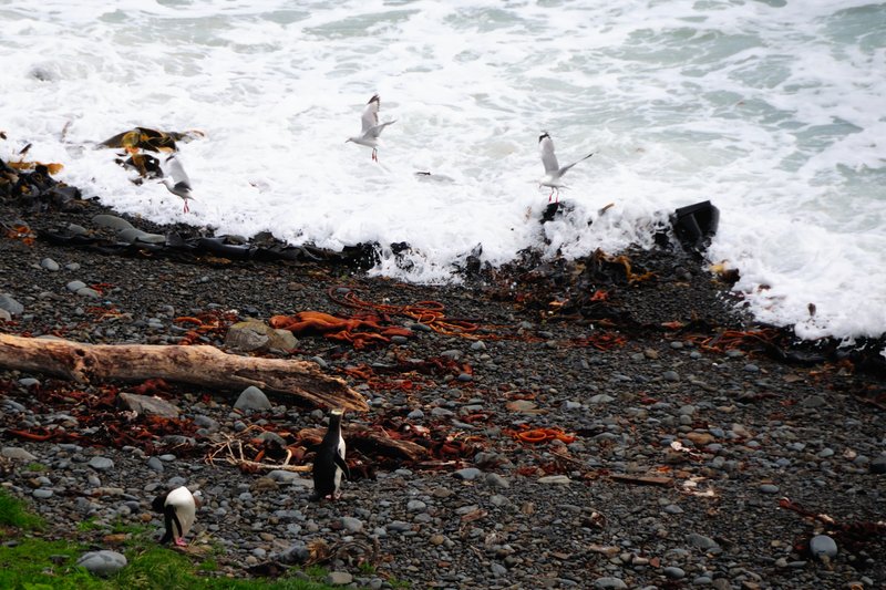 Roaring Bay<br>遠遠的看著企鵝，聽說是黃眼企鵝，隨便啦！那麼遠的距離，誰看的出來眼睛是黃色的，還是藍色的！<br/>