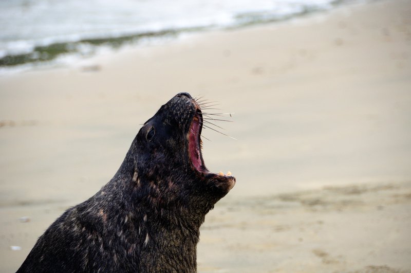 Surat Bay<br>生氣的海獅正對著闖入者嘶吼著，一個穿著紅色雨衣，帶著相機的怪叔叔，正在入侵牠的地盤！<br/>