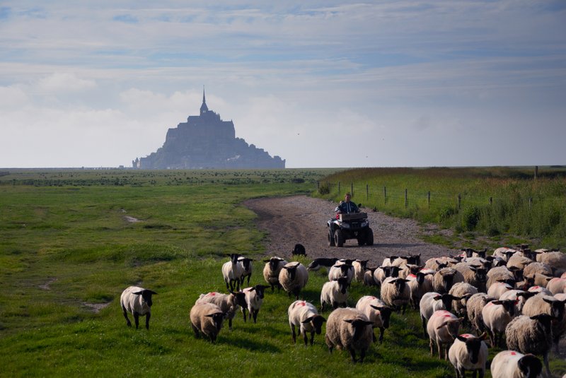 聖米歇爾山Mont-Saint-Michel<br>利用四輪越野車與牧羊犬，放牧的現代牧羊人，在聖米歇爾山附近沙洲上，養牧肉質美味的聖米歇爾小羔羊，就是我們今晚的大餐。<br/>