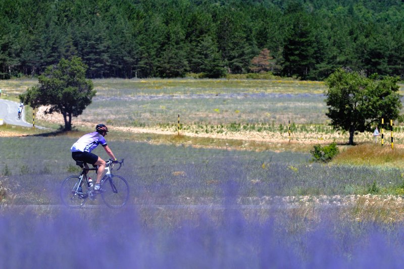 Sault<br>山區種滿薰衣草，自行車由山頂馭風而下，跌進薰衣草花香中。<br/>