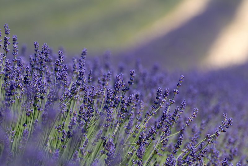 浪漫的山海之戀--法國