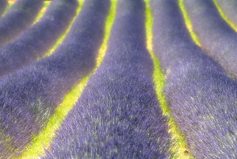 Sault<br>燦爛的陽光綴上一片片藍紫色的薰衣草，讓普羅旺斯增添了幾許的浪漫！<br/>