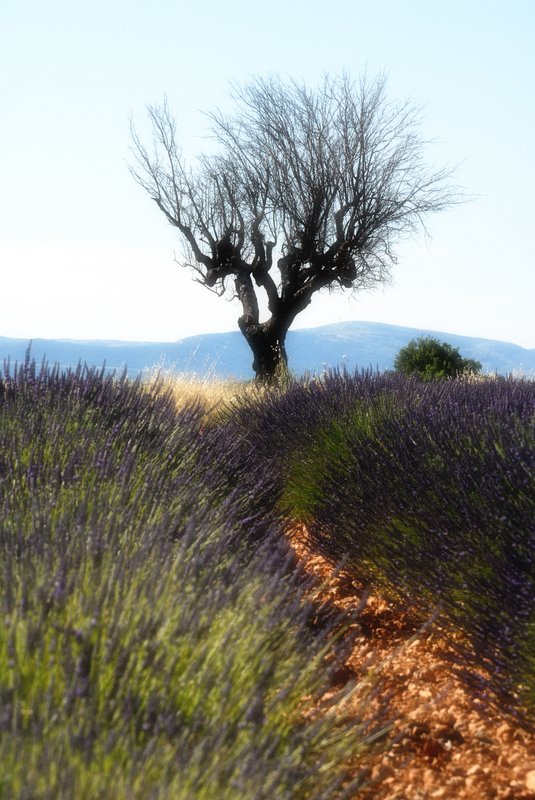 Moustiers-Sainte-Marie<br>路旁熱情洋溢的薰衣草，與遠處寧靜悠雅的枯樹形成對比。<br/>
