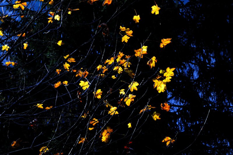 高薩湖 Gosausee<br>點點楓葉，如彩珠般綴滿了枝頭。<br/>