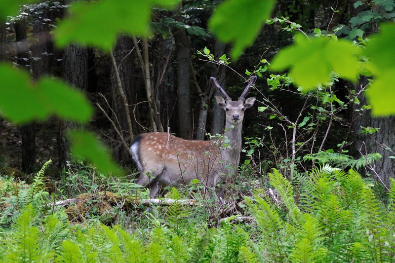湖區 Buttermere<br>不用害怕，我手上拿的是相機不是獵槍。<br/>