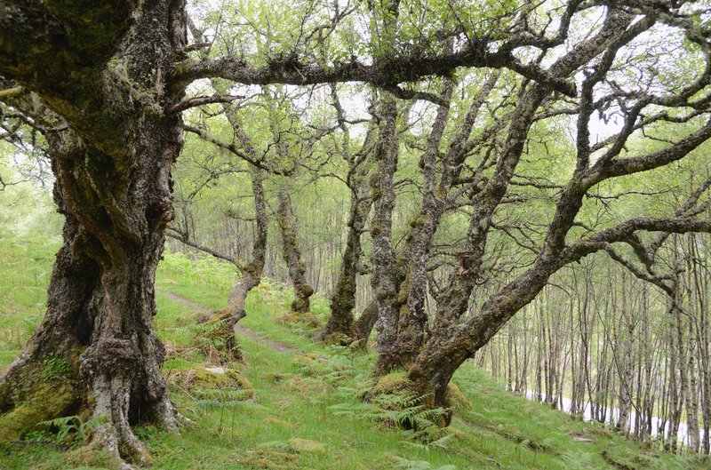 蘇格蘭 Glen Affric<br>一個離尼斯湖26公里的山區，有高山，湖泊，蘇格蘭古松林，沼澤地。夏天許多人去徒步，釣魚和越野自行車。<br/>