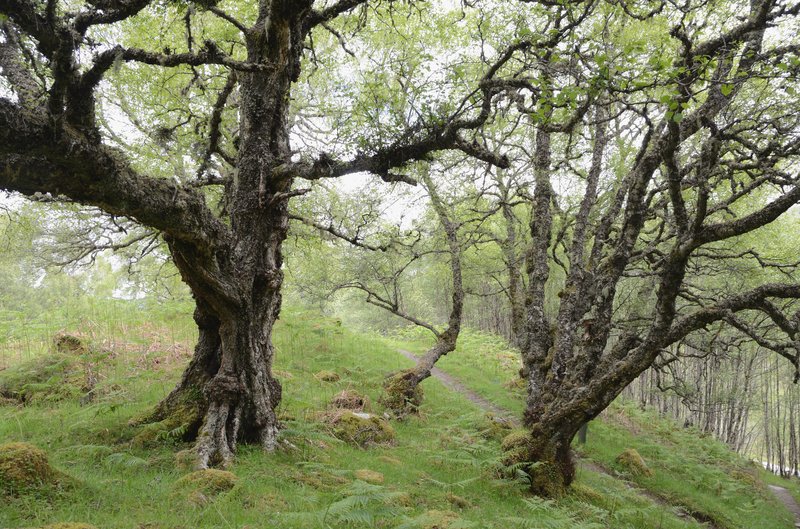 蘇格蘭 湖區之旅