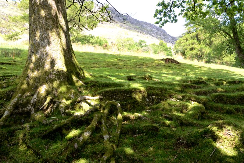湖區 Buttermere<br>這樣的綠地應該停下了睡個午覺。<br/>
