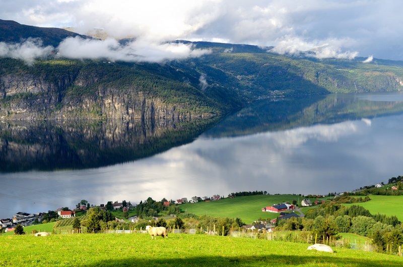 松恩峽灣 Sognefjord<br>一群很幸福的羊，在風景優美的牧場成長，這羊肉一定很好吃。<br/>