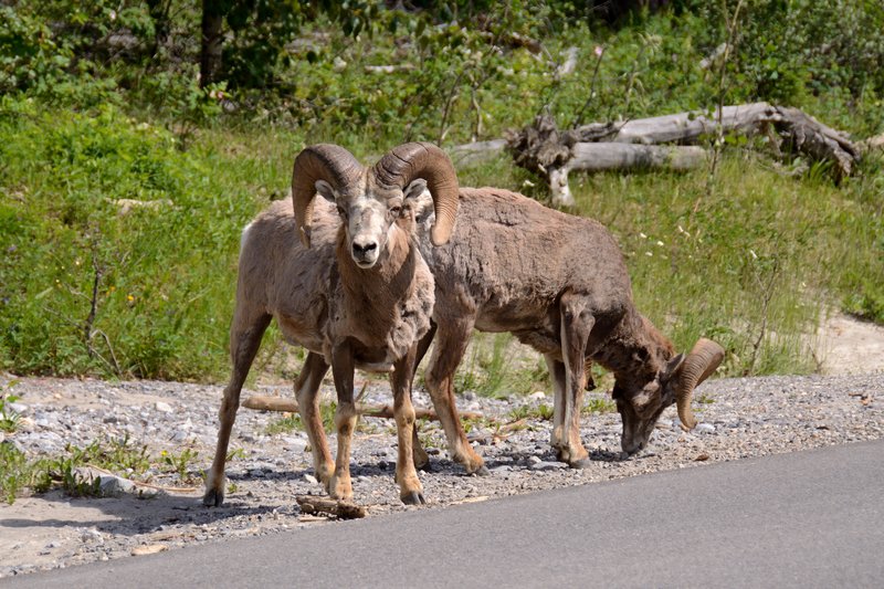 Banff國家公園<br>這一對大角羚羊還分工合作，一個負責警戒，一個認真吃草。<br/>