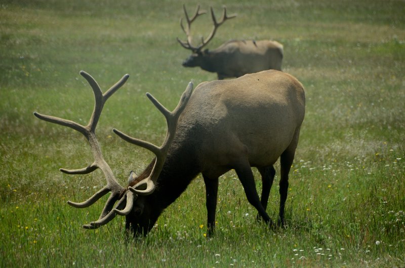 黃石國家公園<br>雖然隔著車窗玻璃，但是第一次這麼近看野生動物，還是很驚艷。<br/>