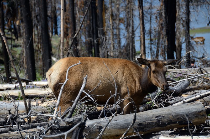 黃石國家公園<br>這隻鹿就站在公路旁的草叢裡賴著不走，估計當天一個小時內大概有300個人，5000張照片在拍牠。<br/>