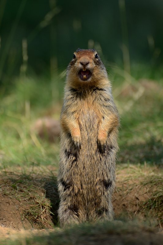 冰河國家公園<br>可愛的土撥鼠叫的震天價響，引來遊客圍觀。<br/>