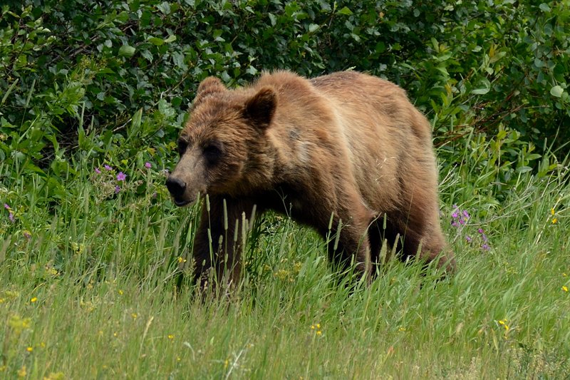 冰河國家公園<br>一回頭，隔著不寬的馬路，這頭熊順著路逛街。手中相機在一陣狂拍後，我才開始害怕，牠會不會越過馬路來找我玩相撲。<br/>