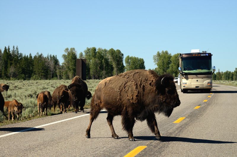 黃石國家公園<br>黃石公園東邊的黃石湖區，到處可見野牛逛大街，人車都要恭敬等待。<br/>