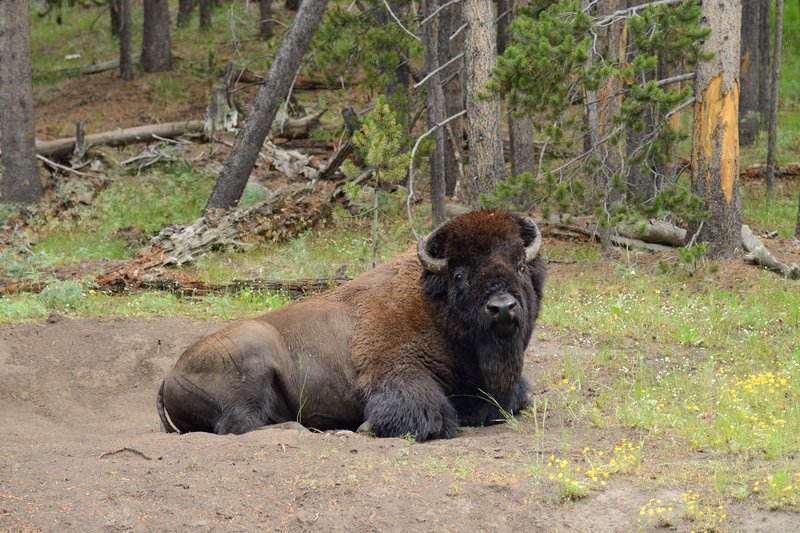 黃石國家公園<br>這頭野牛逛街逛累了，坐在路旁瞪人。<br/>