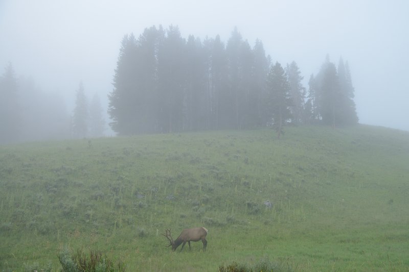 黃石國家公園<br>清晨濃霧裡，一頭鹿認真的在吃草，絲毫不理躡手躡腳拍照的我。<br/>
