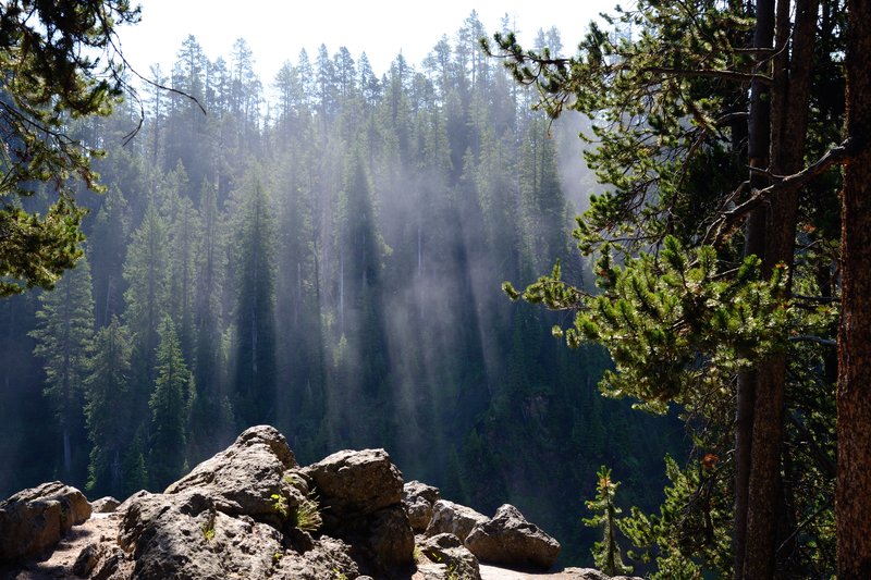 黃石公園峽谷區<br>清晨陽光透過松林間產生射光，瀰漫著迷人的氣氛。<br/>
